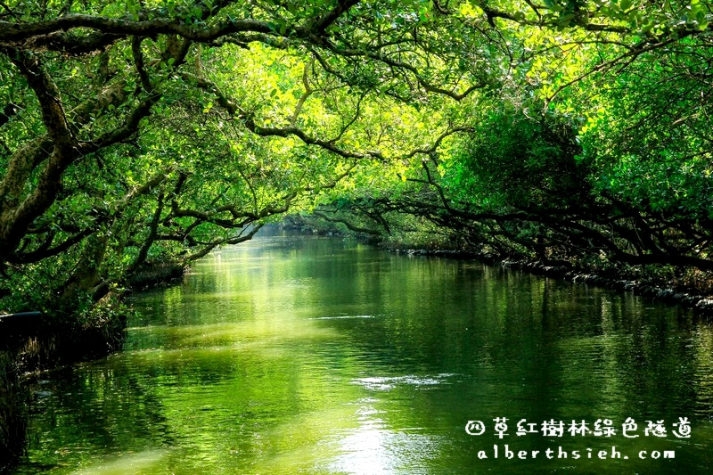 台南安南景點．四草紅樹林綠色隧道（海上森林台灣亞馬遜河） @愛伯特