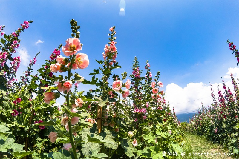 蜀葵花海 花蓮十六股大道 比人還高的一丈紅 五顏六色蜀葵花隨你拍 愛伯特吃喝玩樂全記錄